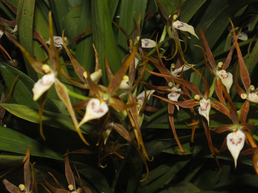 Brassia keiliana - photo 2