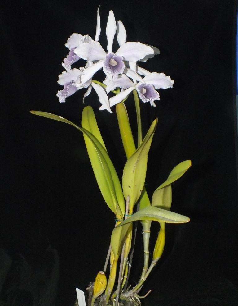 Cattleya purpurata - AD/AOC