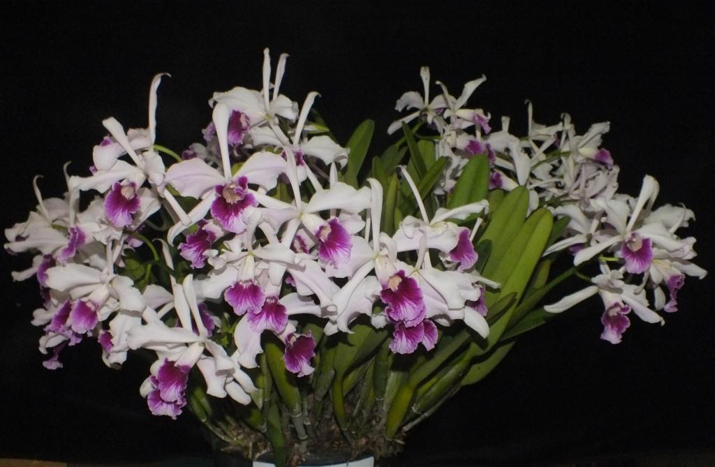 Cattleya purpurata - ACC/AOC
