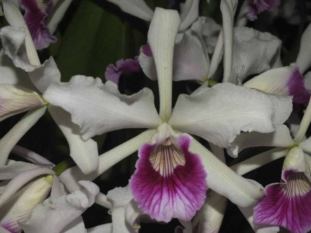 Cattleya purpurata - photo 2