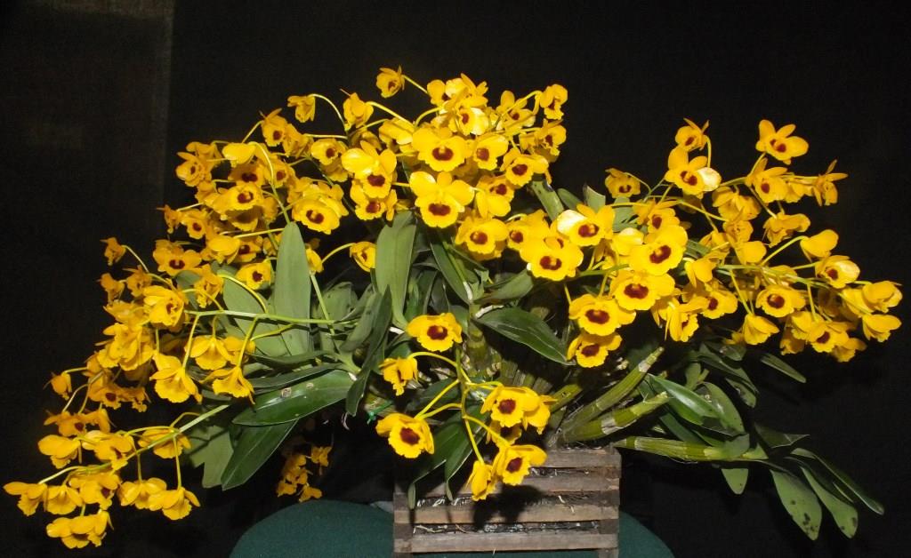 Dendrobium chrysotoxum