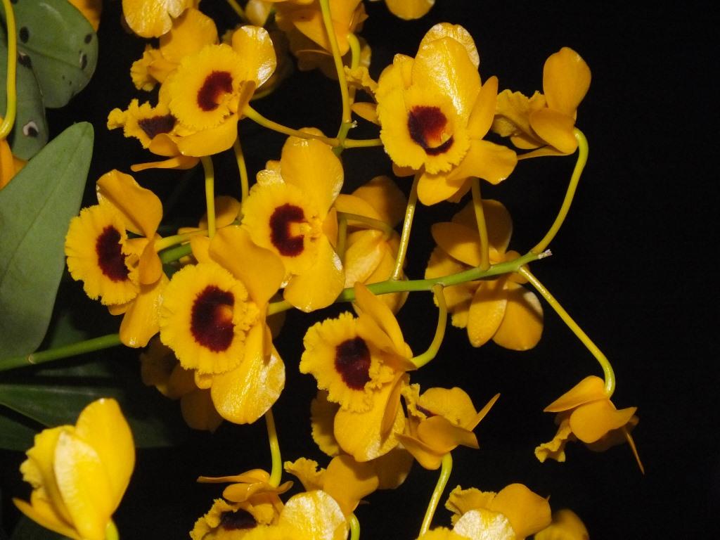 Dendrobium chrysotoxum - photo 2