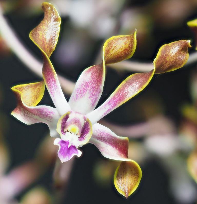 Den Gloucester Sands