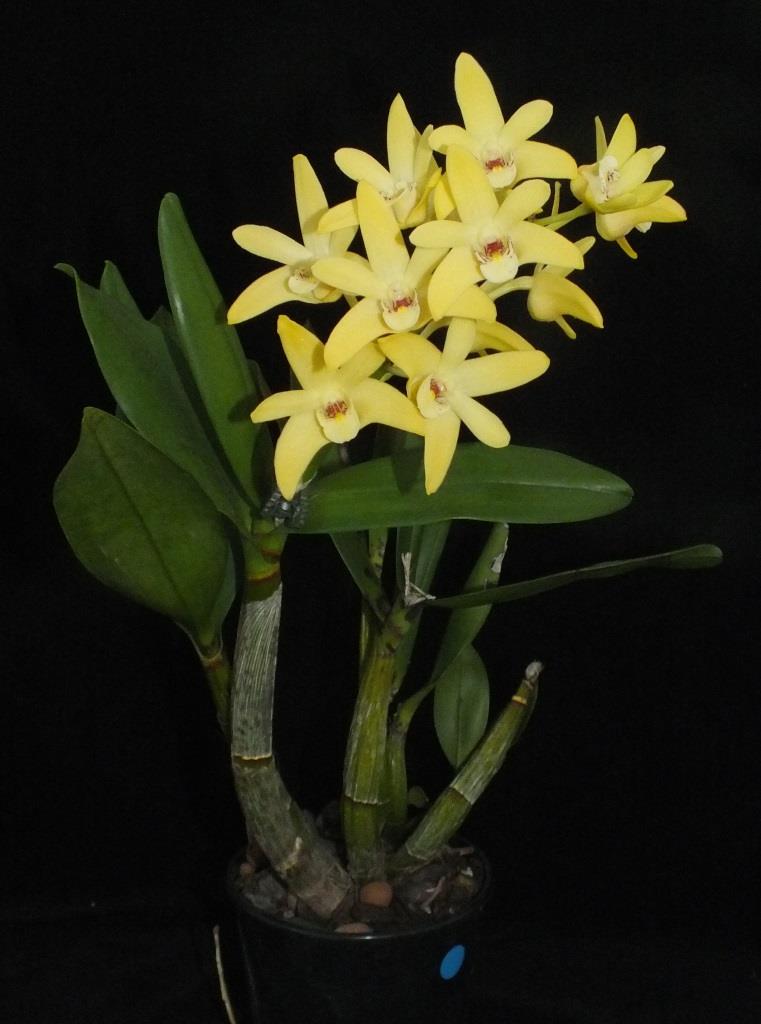 Dendrobium Duno Marilyn - photo 2