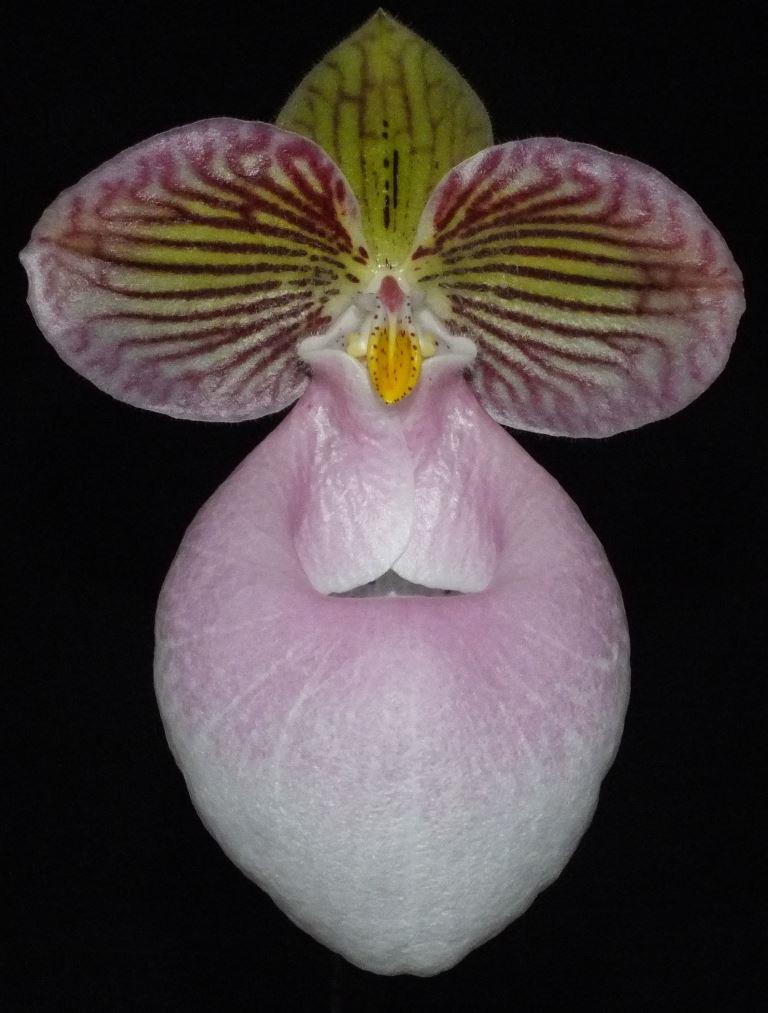 Paphiopedilum micranthum
