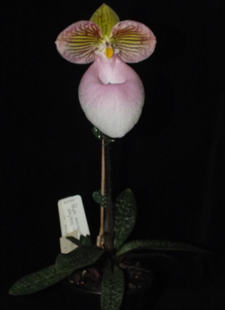 Paphiopedilum micranthum - photo 2