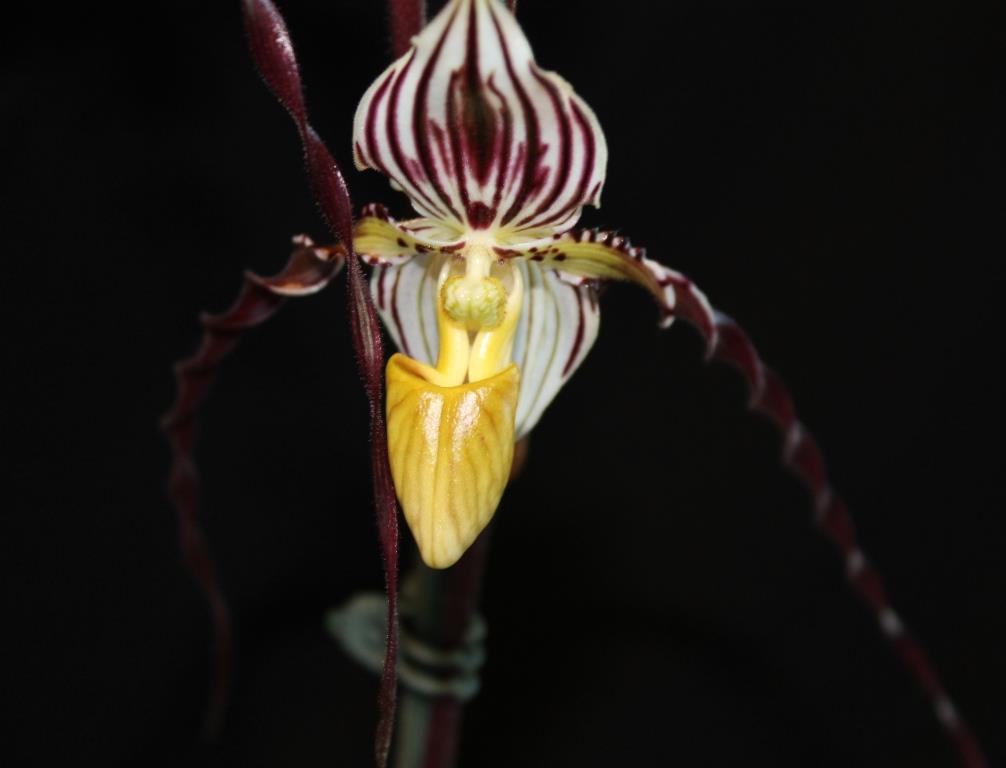 Paphiopedilum philippinense var. roebelinii