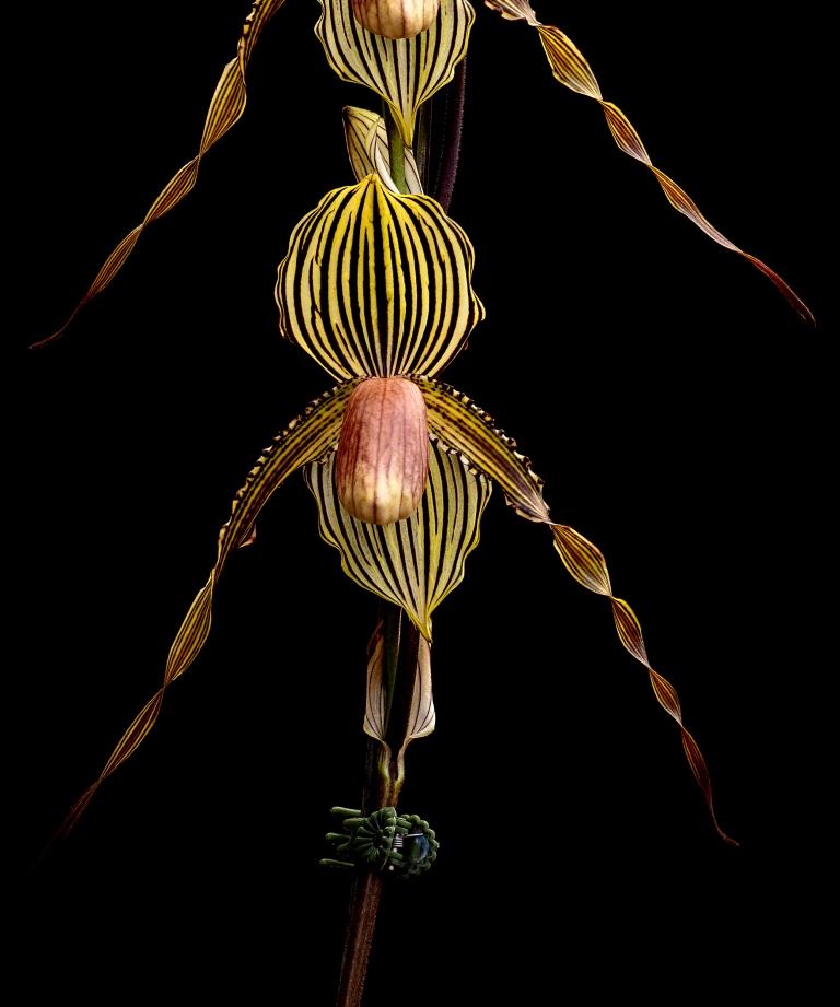 Paph Susan Booth