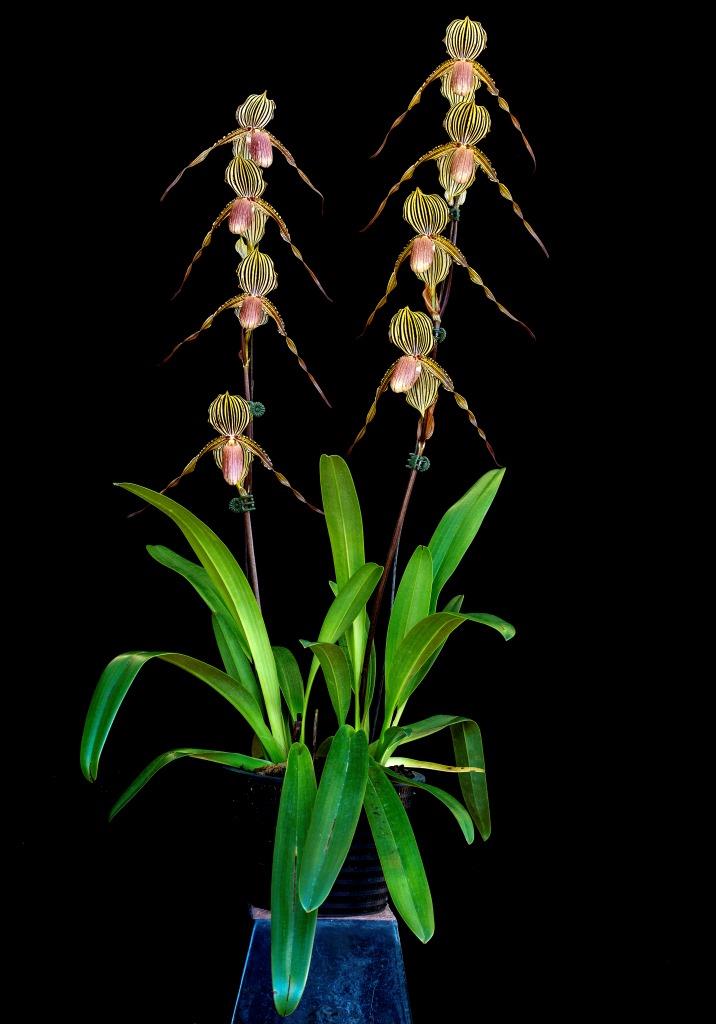 Paphiopedilum Susan Booth - photo 2