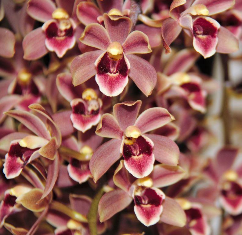 Cym June's Tango 'June's Joy'