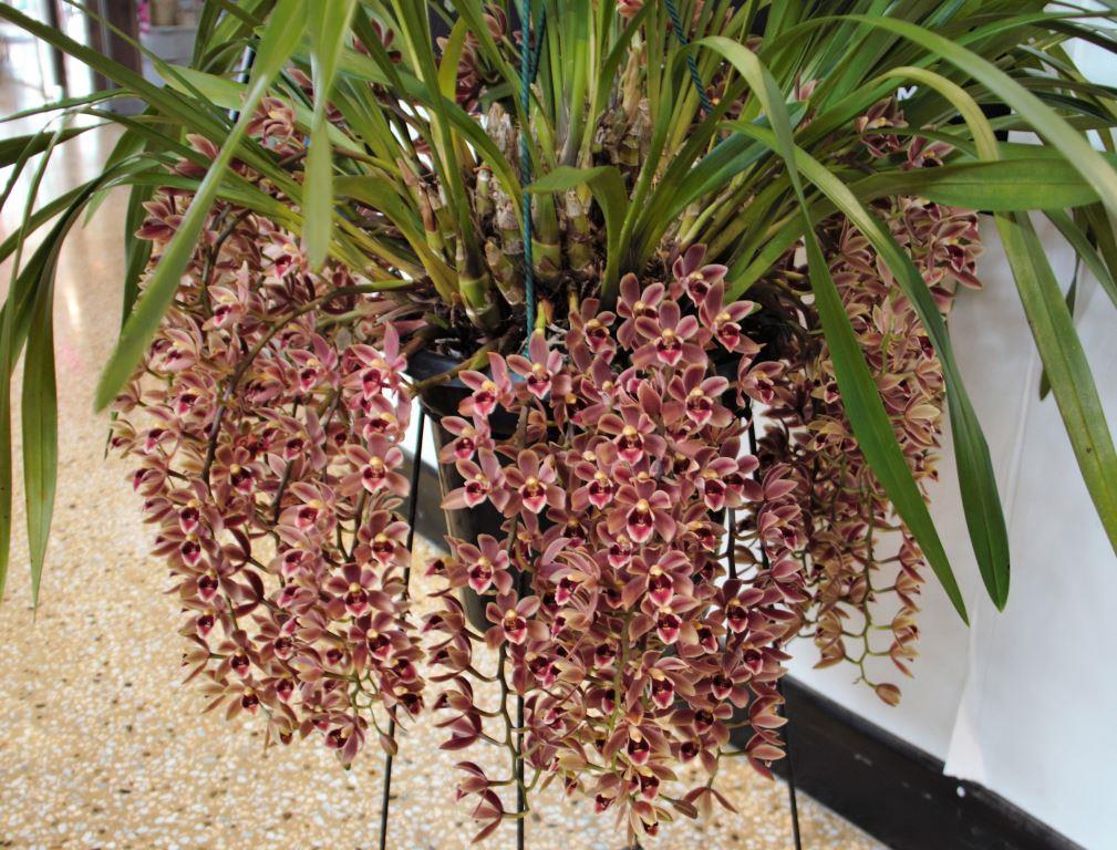 Cym June's Tango 'June's Joy'