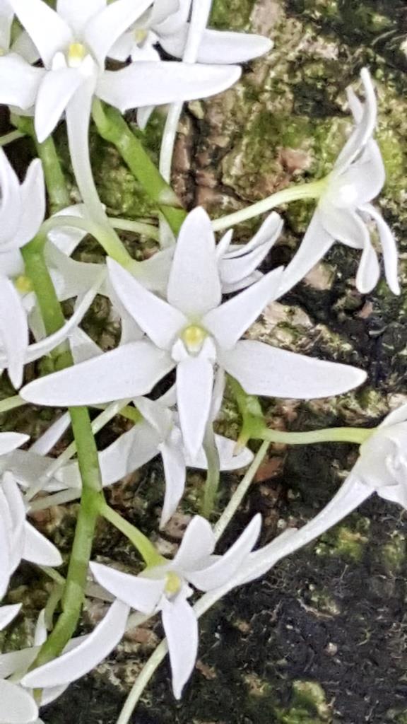 Mystacidium capense - photo 2