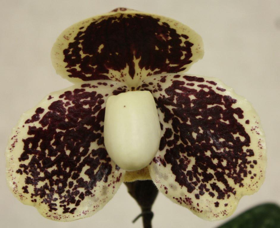 Paphiopedilum godefroyae