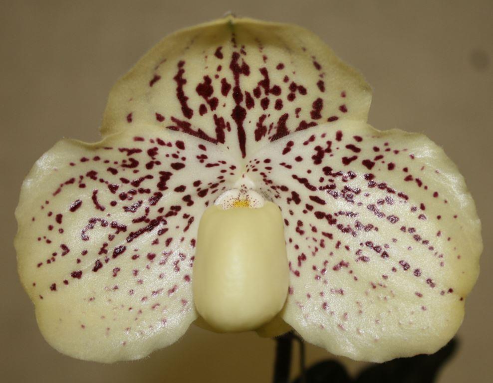 Paphiopedilum godefroyae