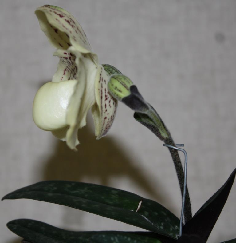 Paphiopedilum godefroyae var. godefroyae - photo 2