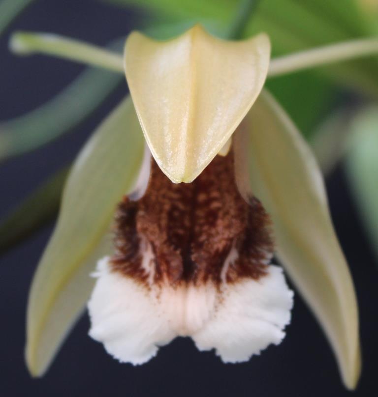 Coelogyne speciosa 'Melissa