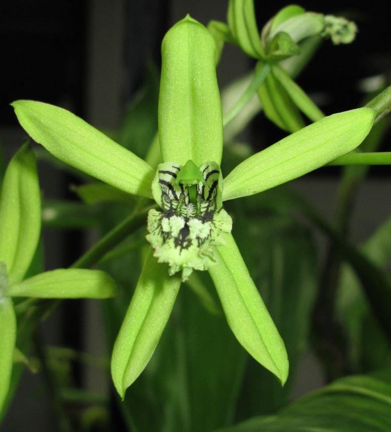 Coelogyne mayeriana