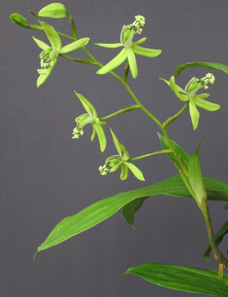 Coelogyne mayeriana - photo 2