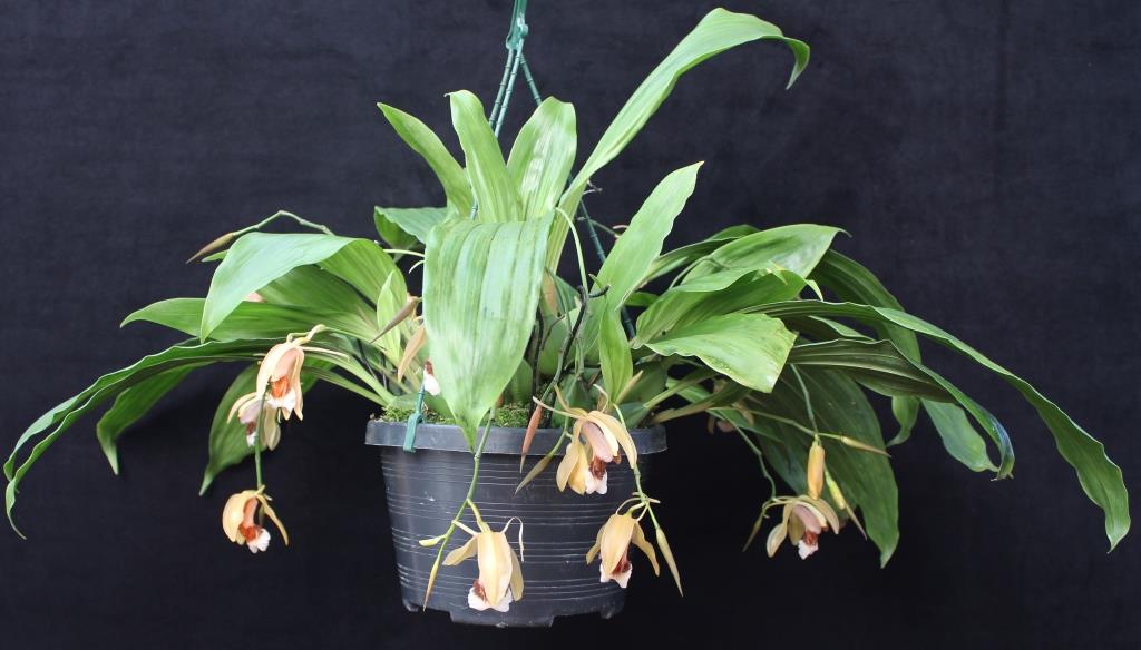 Coelogyne speciosa