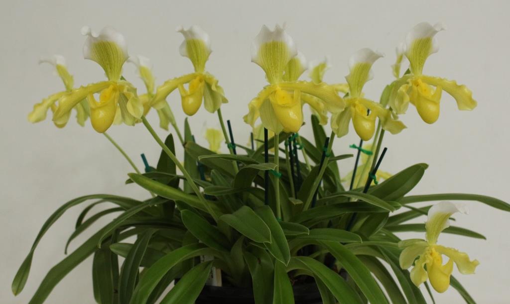 Paphiopedilum insigne