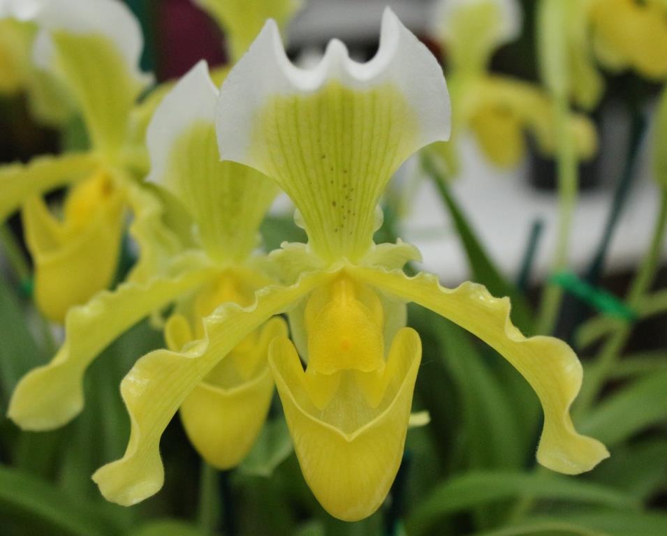 Paphiopedilum insigne - photo 2
