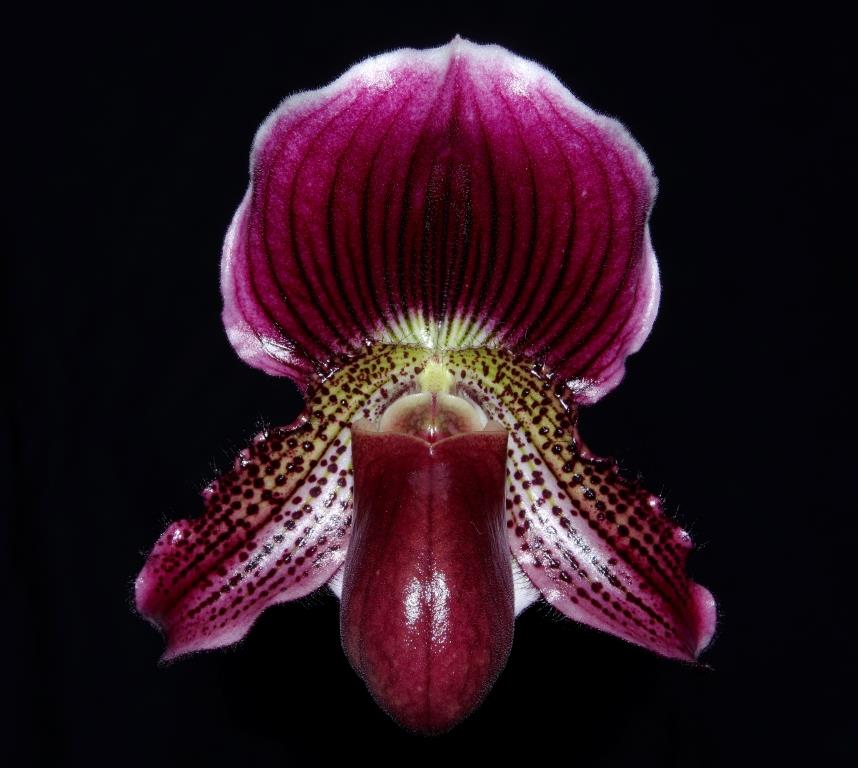 Paph Charles Parker McKinney