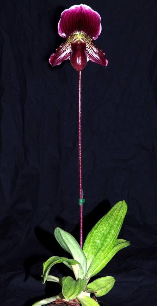 Paphiopedilum Charles Parker McKinney - photo 2