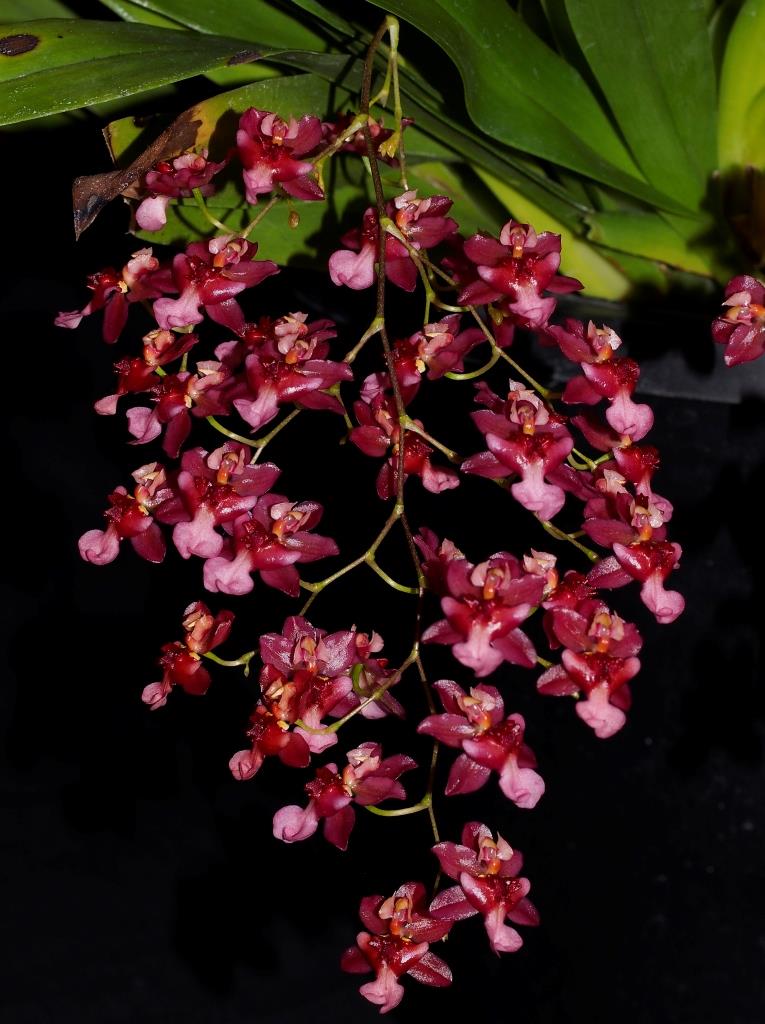 Oncidium Twinkle - photo 2