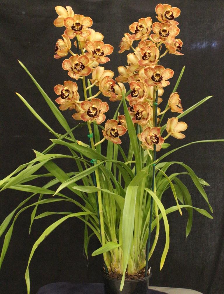Cymbidium Mesmerise - photo 2