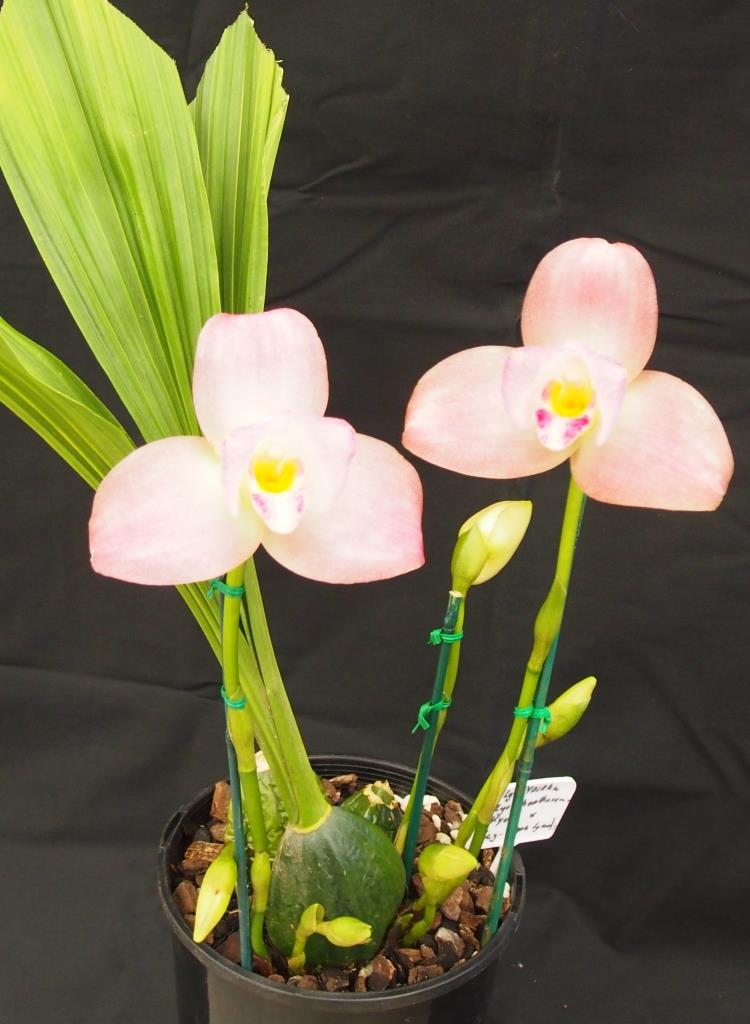 Lycamerlycaste Yasaka - photo 2