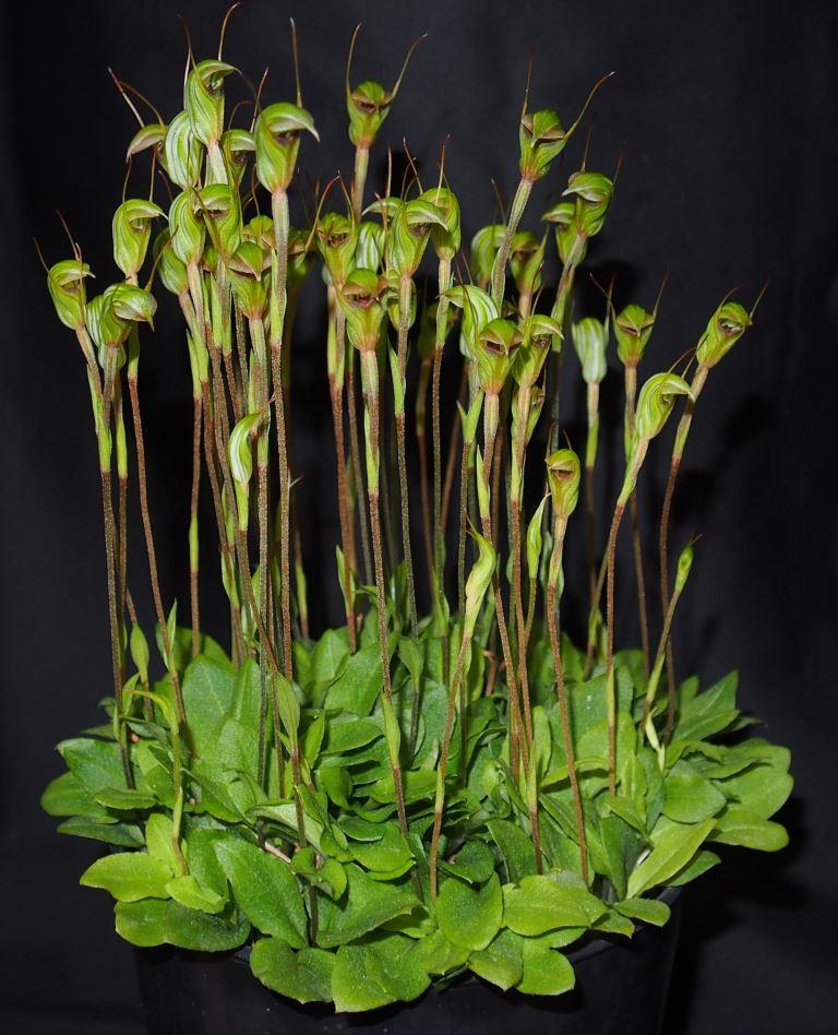Pterostylis concinna