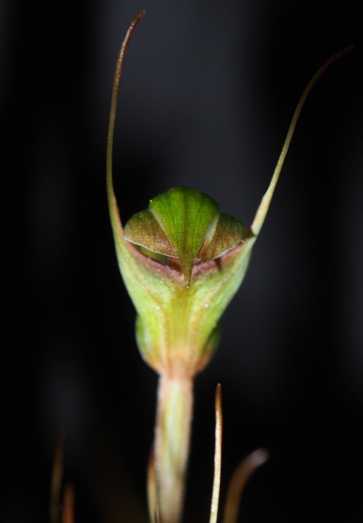 Pterostylis concinna - photo 2