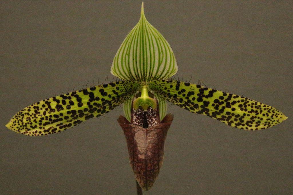 Paphiopedilum sukhakulii