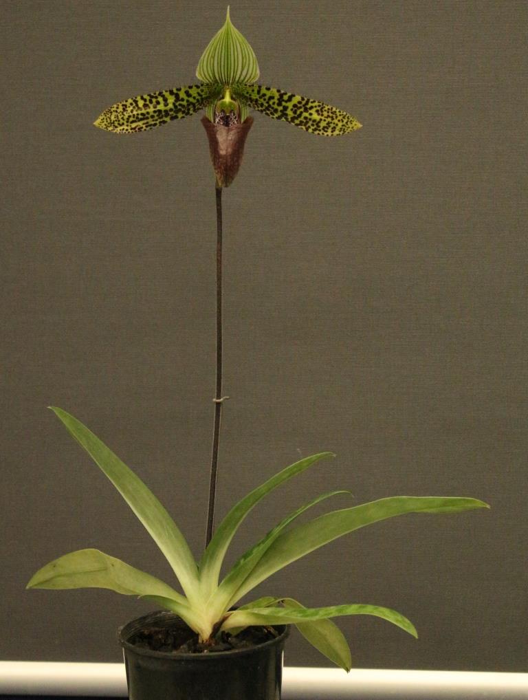 Paphiopedilum sukhakulii - photo 2