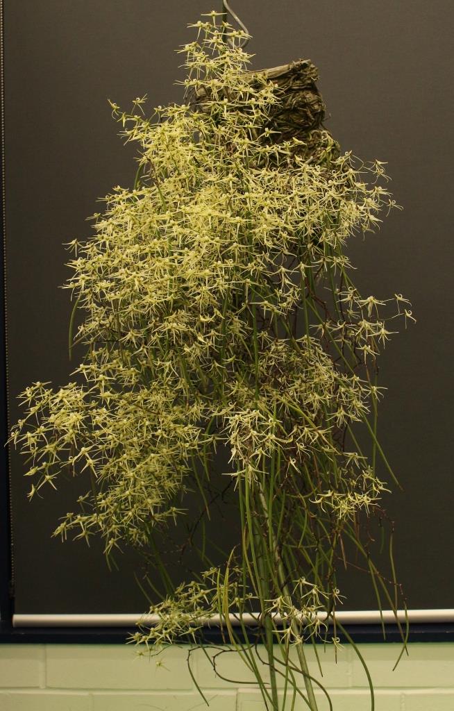 Dendrobium teretifolium