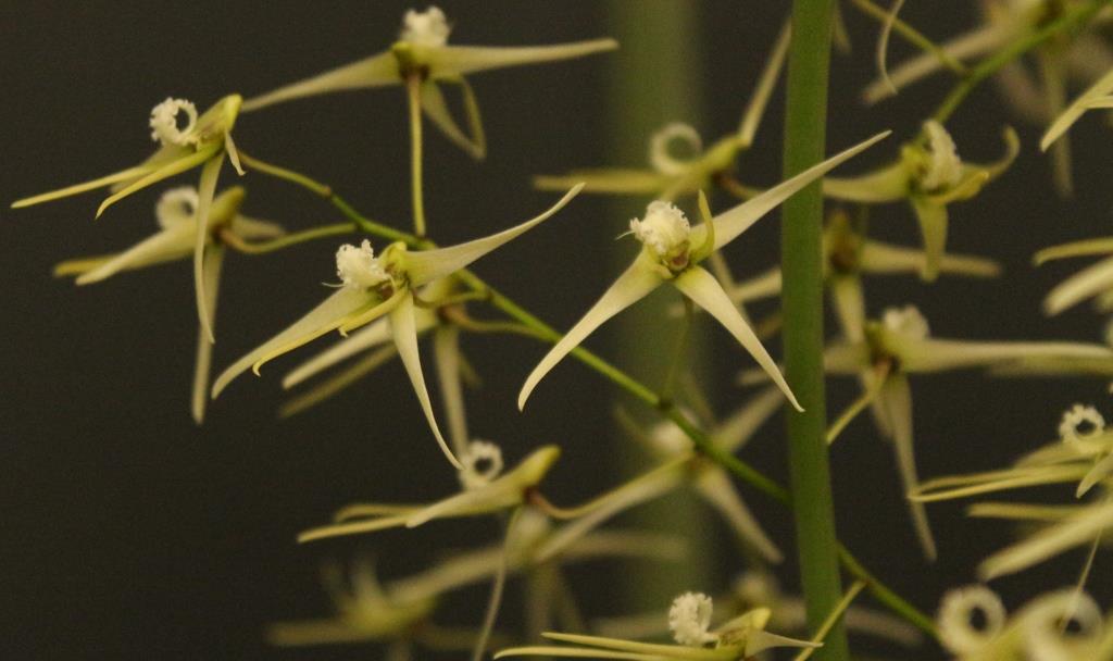 Dendrobium teretifolium var. fasciculatum - photo 2