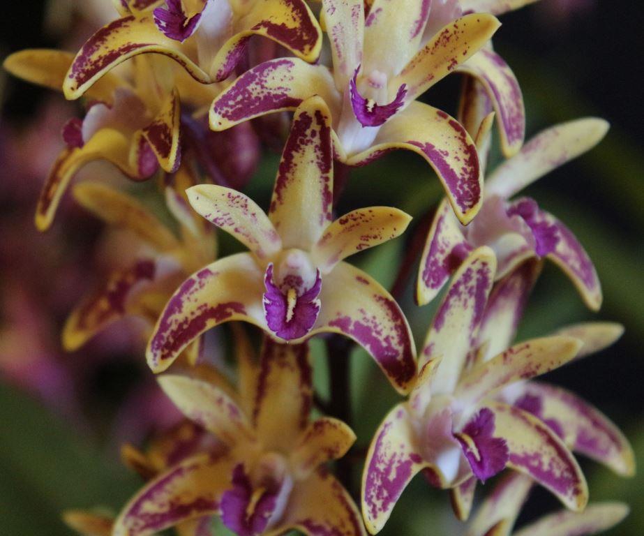 Den Australian Artist