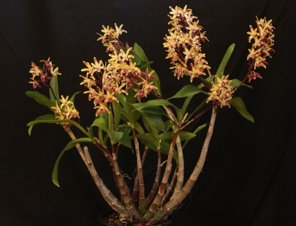 Dendrobium Australian Artist - photo 2