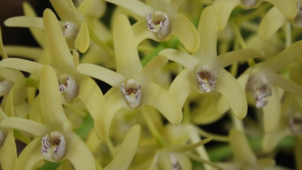 Dendrobium speciosum