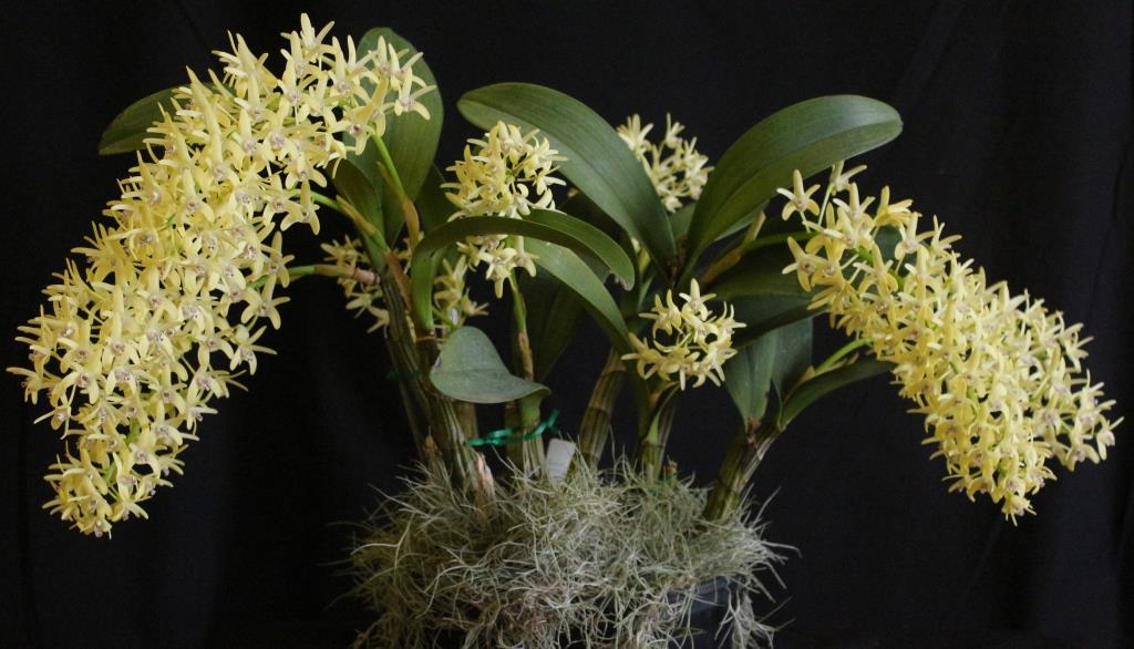 Dendrobium speciosum var. boreale - photo 2