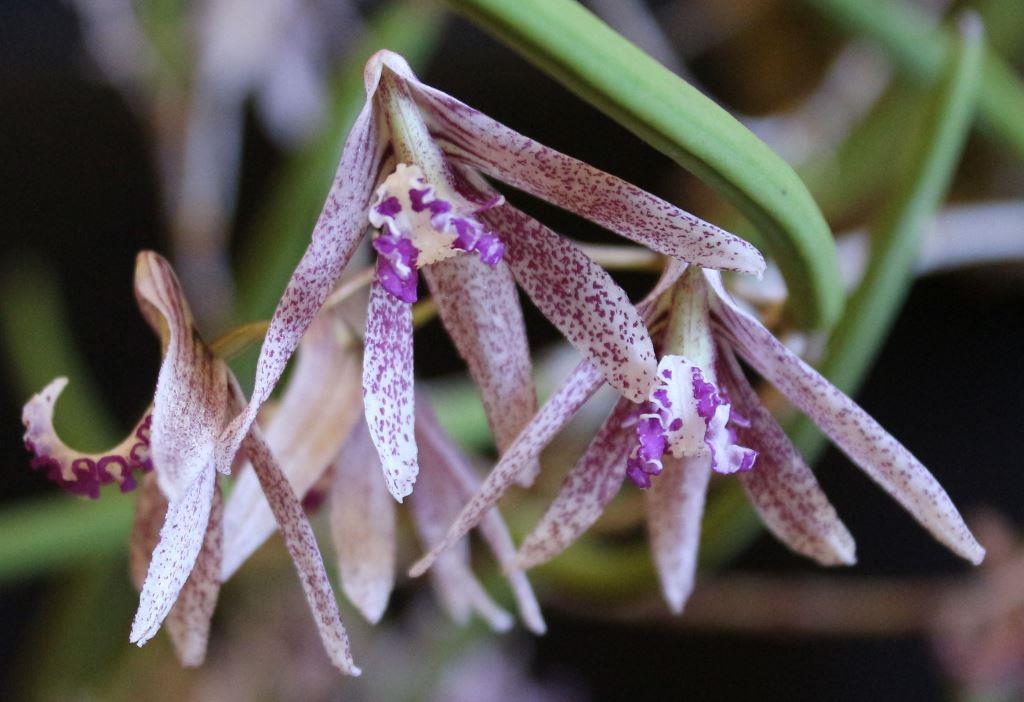 Den Australian Freckles