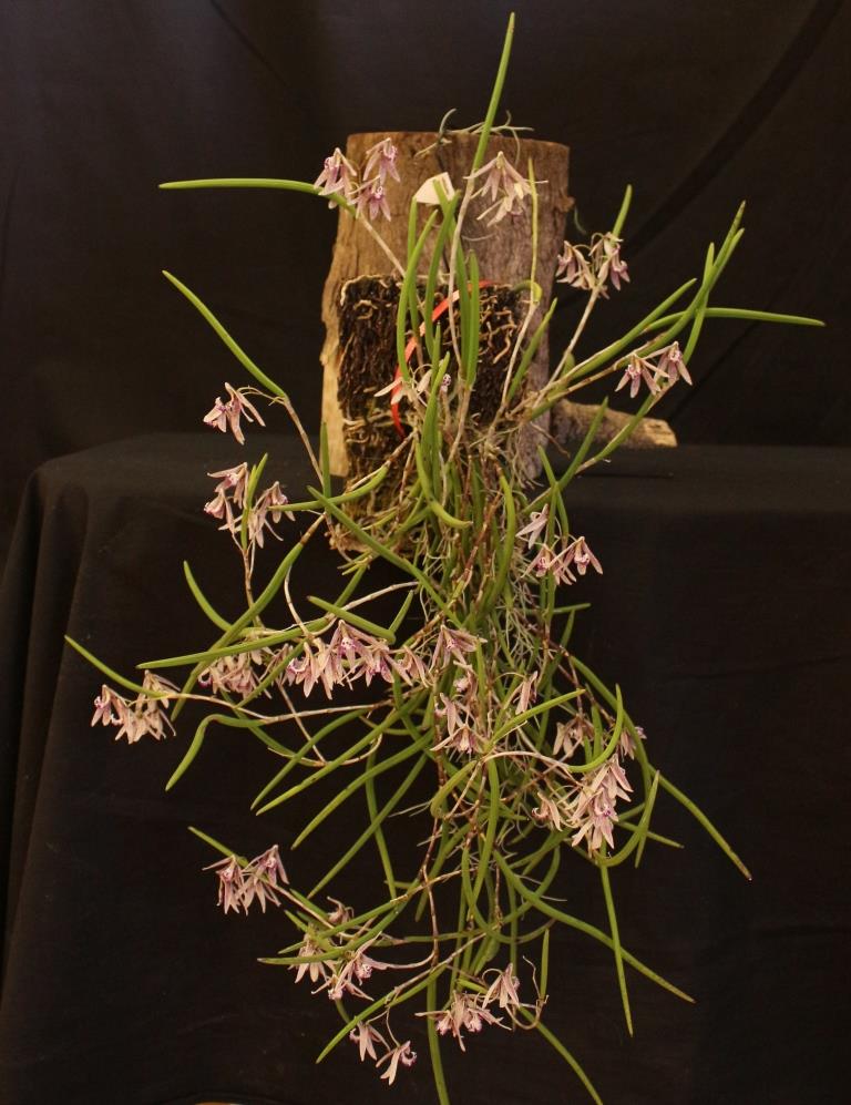 Dendrobium Australian Freckles - photo 2