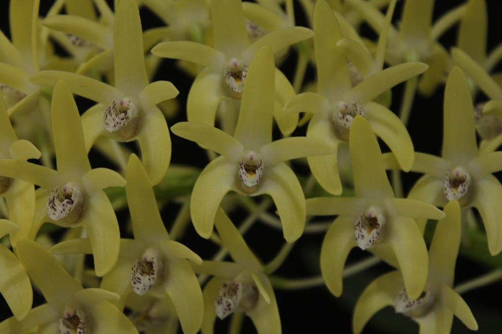 Dendrobium speciosum