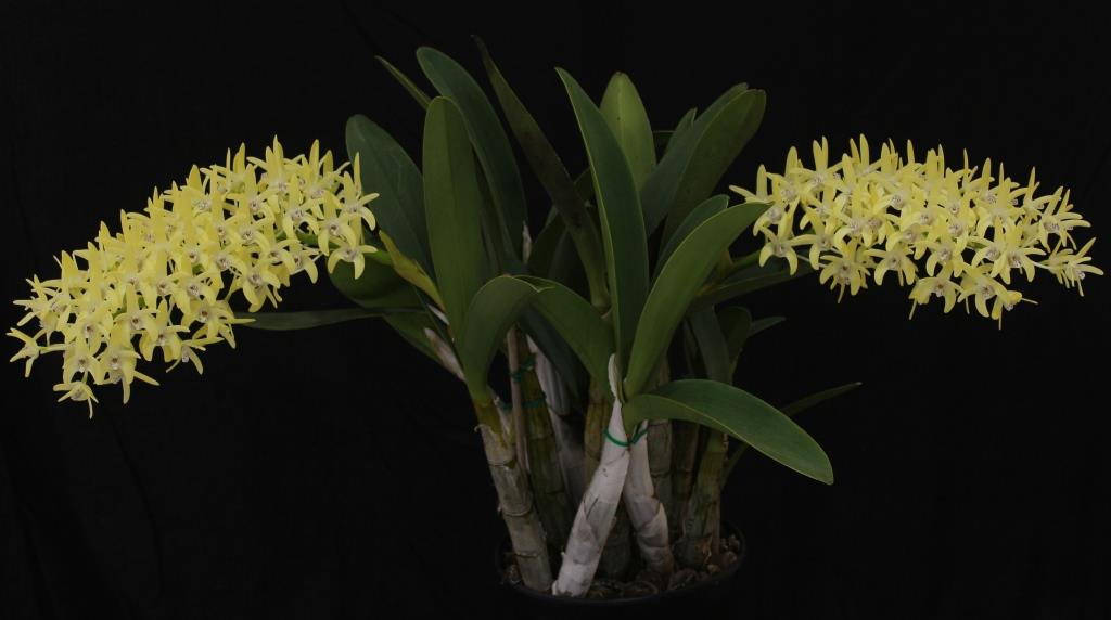 Dendrobium speciosum var. boreale - photo 2