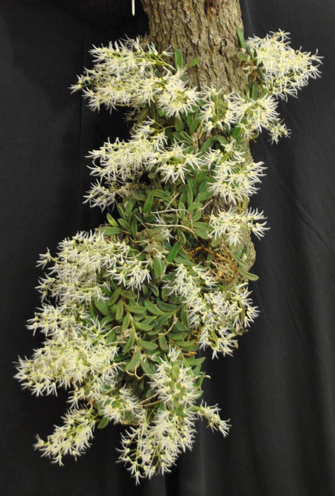 Dendrobium linguiforme