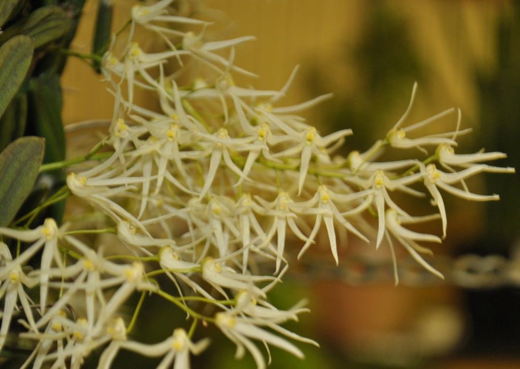 Dendrobium linguiforme var. linguiforme - photo 2