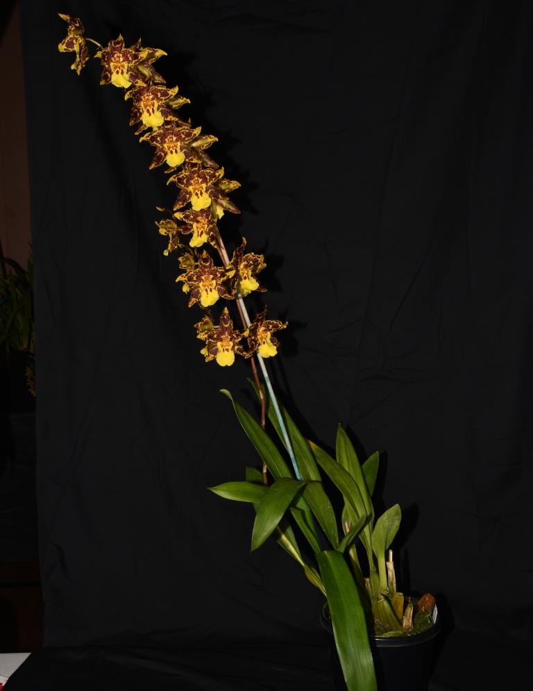 Oncostele Matthews Gold - photo 2