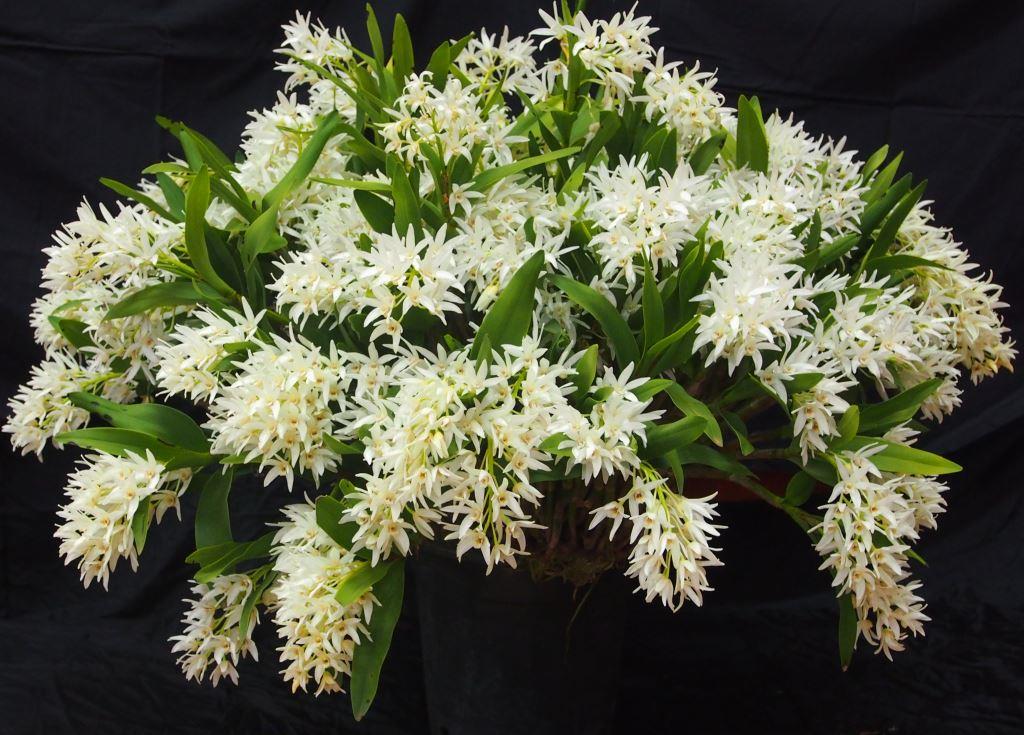 Dendrobium falcorostrum