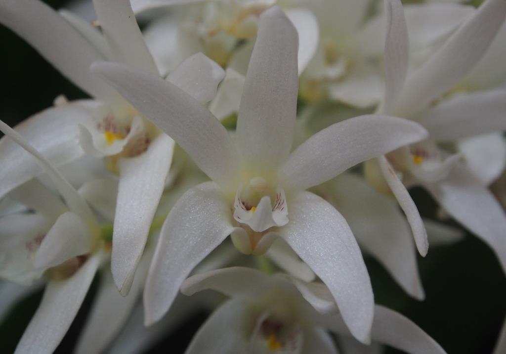 Dendrobium falcorostrum - photo 2