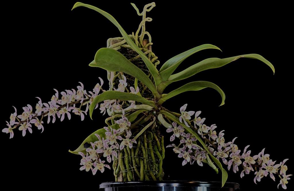 Peristerchilus Olive Grace - photo 2